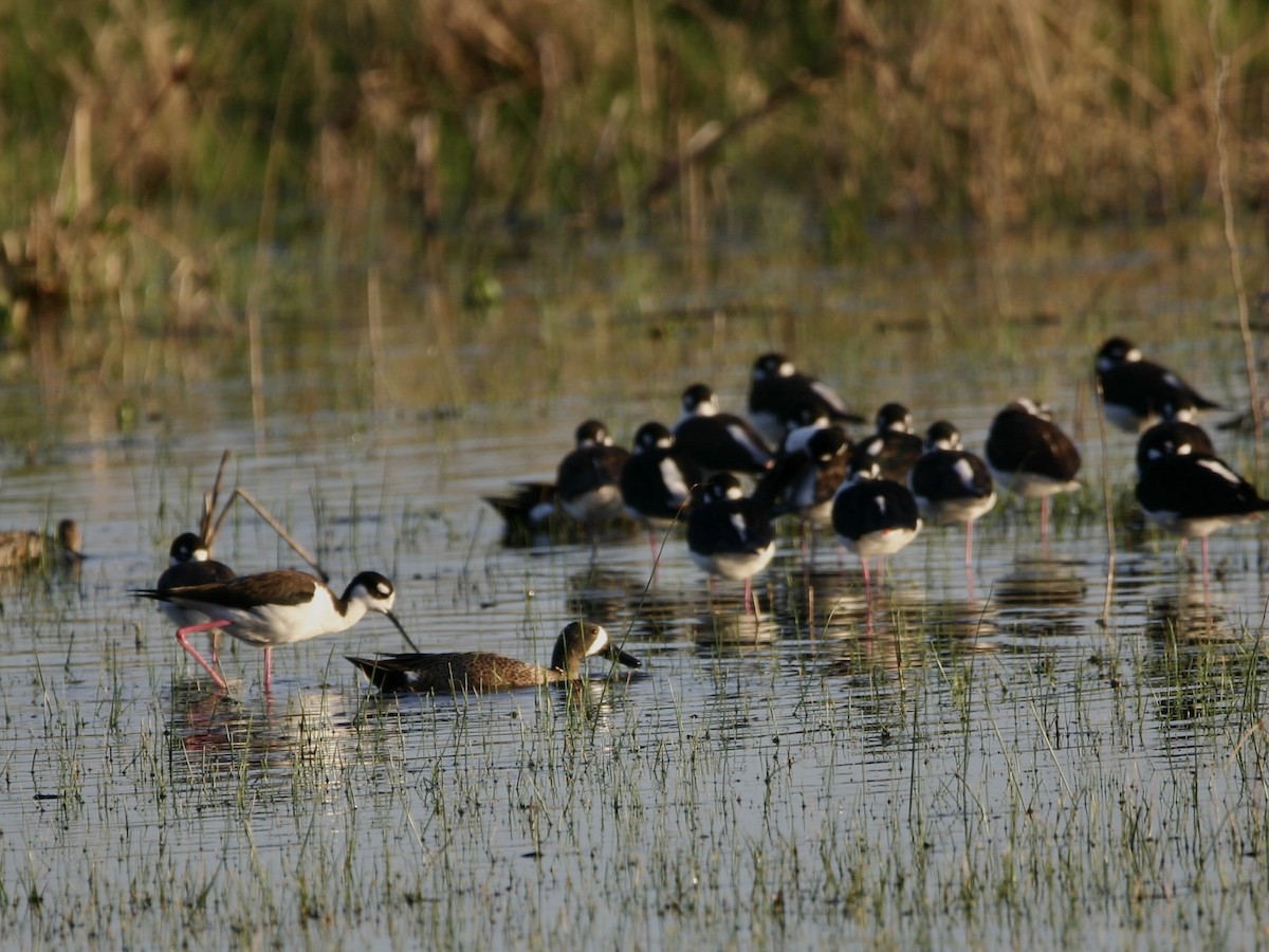 Black-necked Stilt (Black-necked) - ML647180566