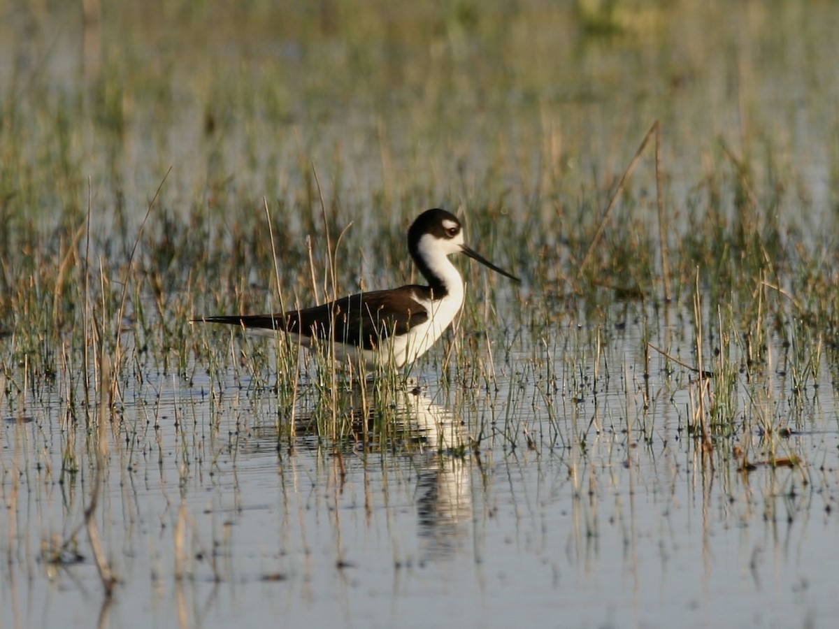 Black-necked Stilt (Black-necked) - ML647180567