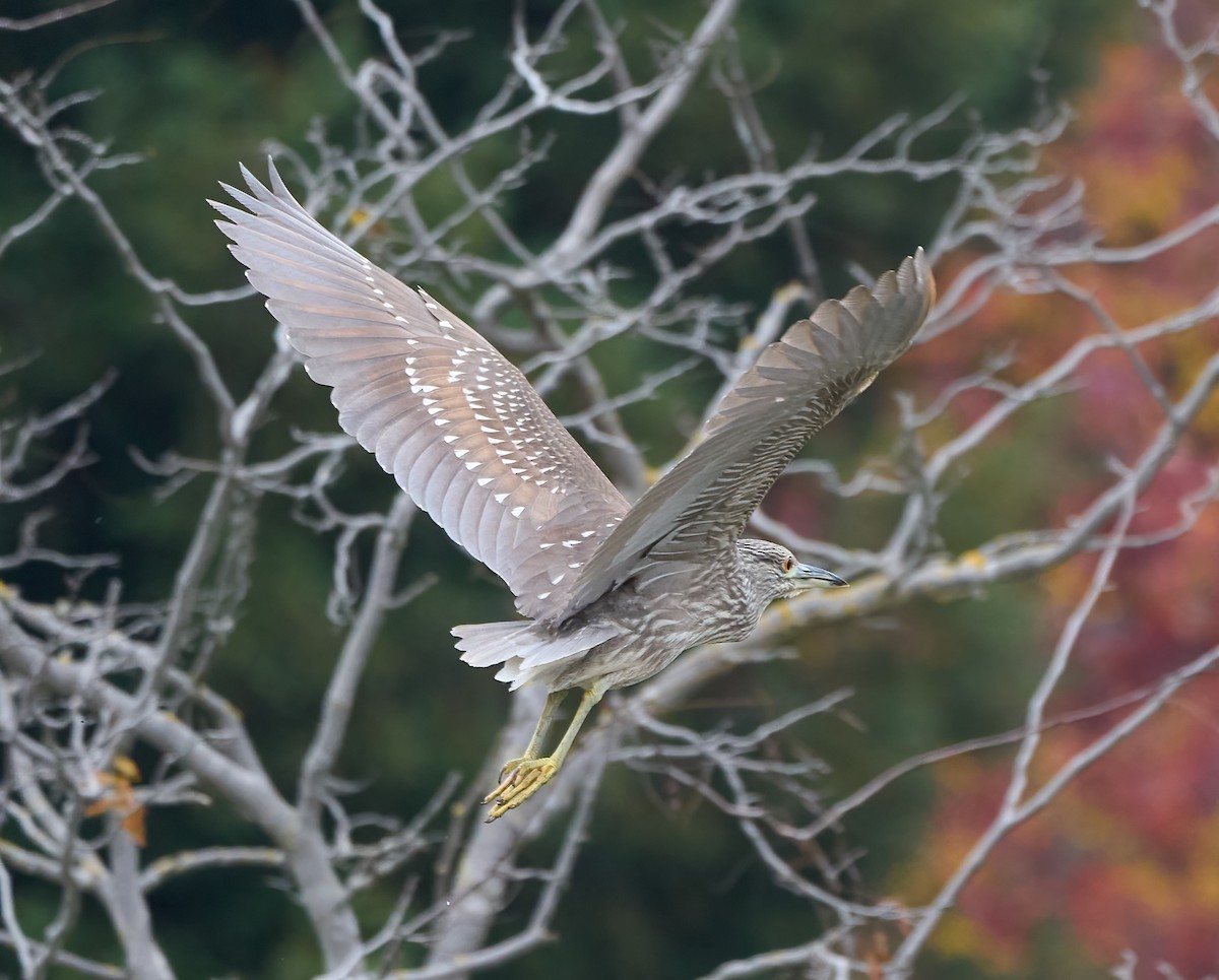 夜鷺 - ML647180594