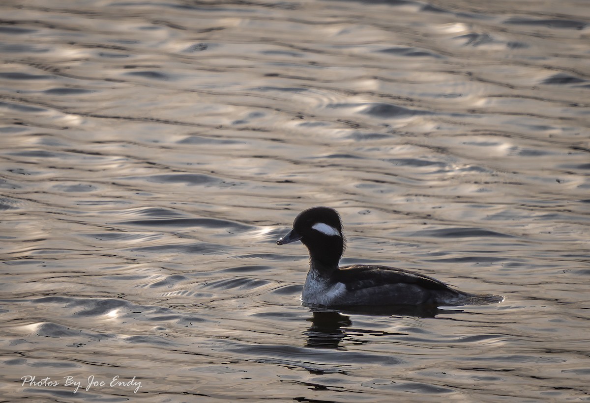 Гоголь малий - ML647180595