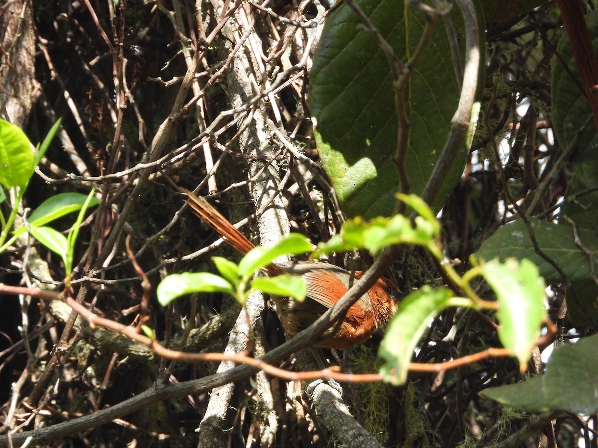 Rusty-headed Spinetail - ML647180607