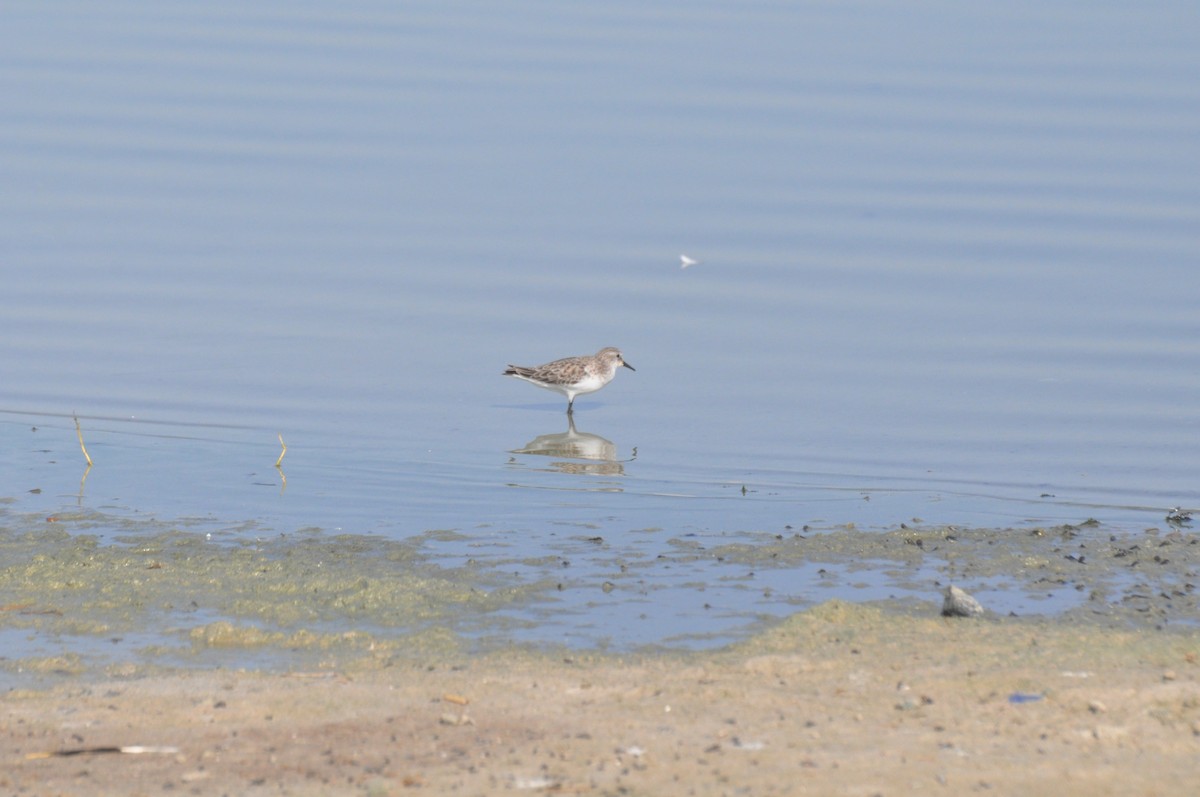 Little Stint - ML647180610