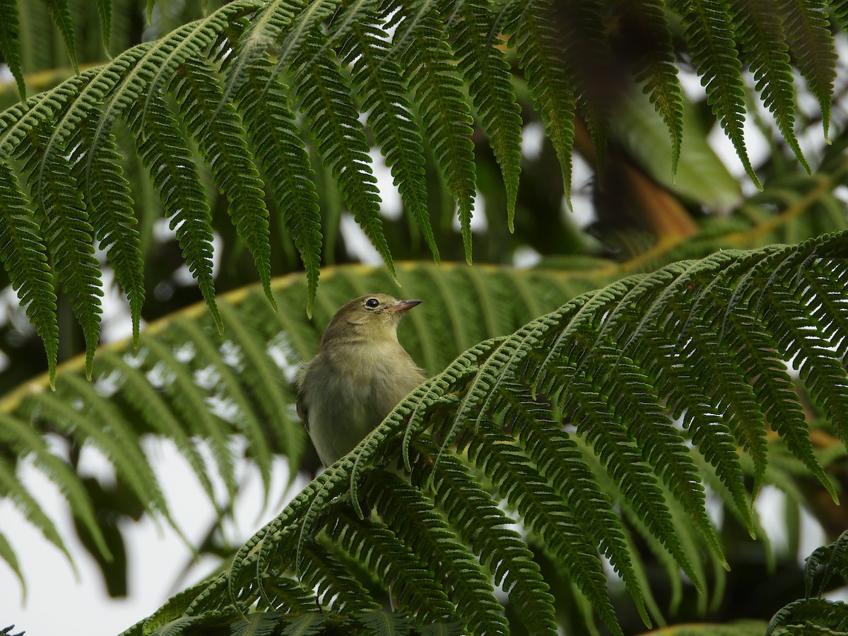 Mountain Elaenia - ML647180615