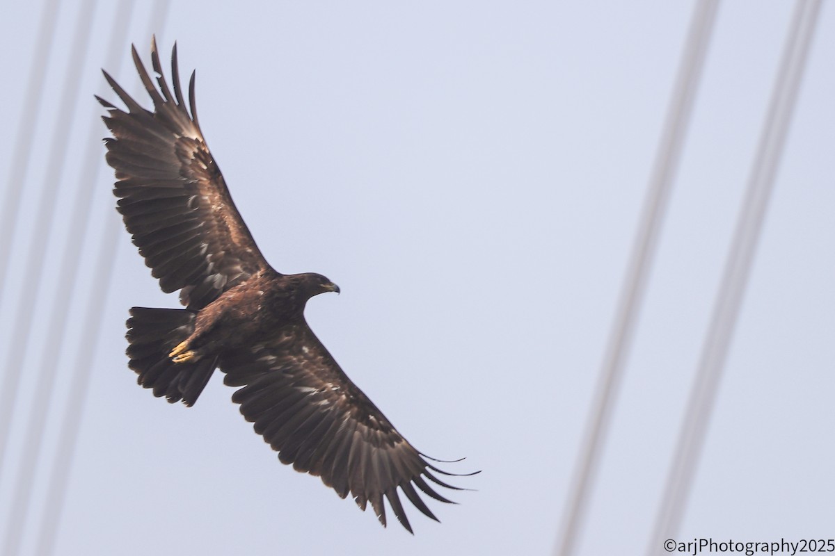 Aigle criard - ML647180616