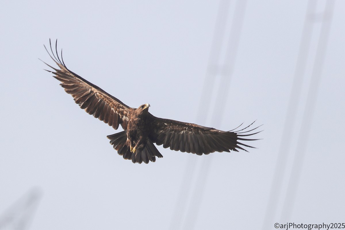 Aigle criard - ML647180617