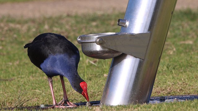 Султанка австралійська - ML647180619