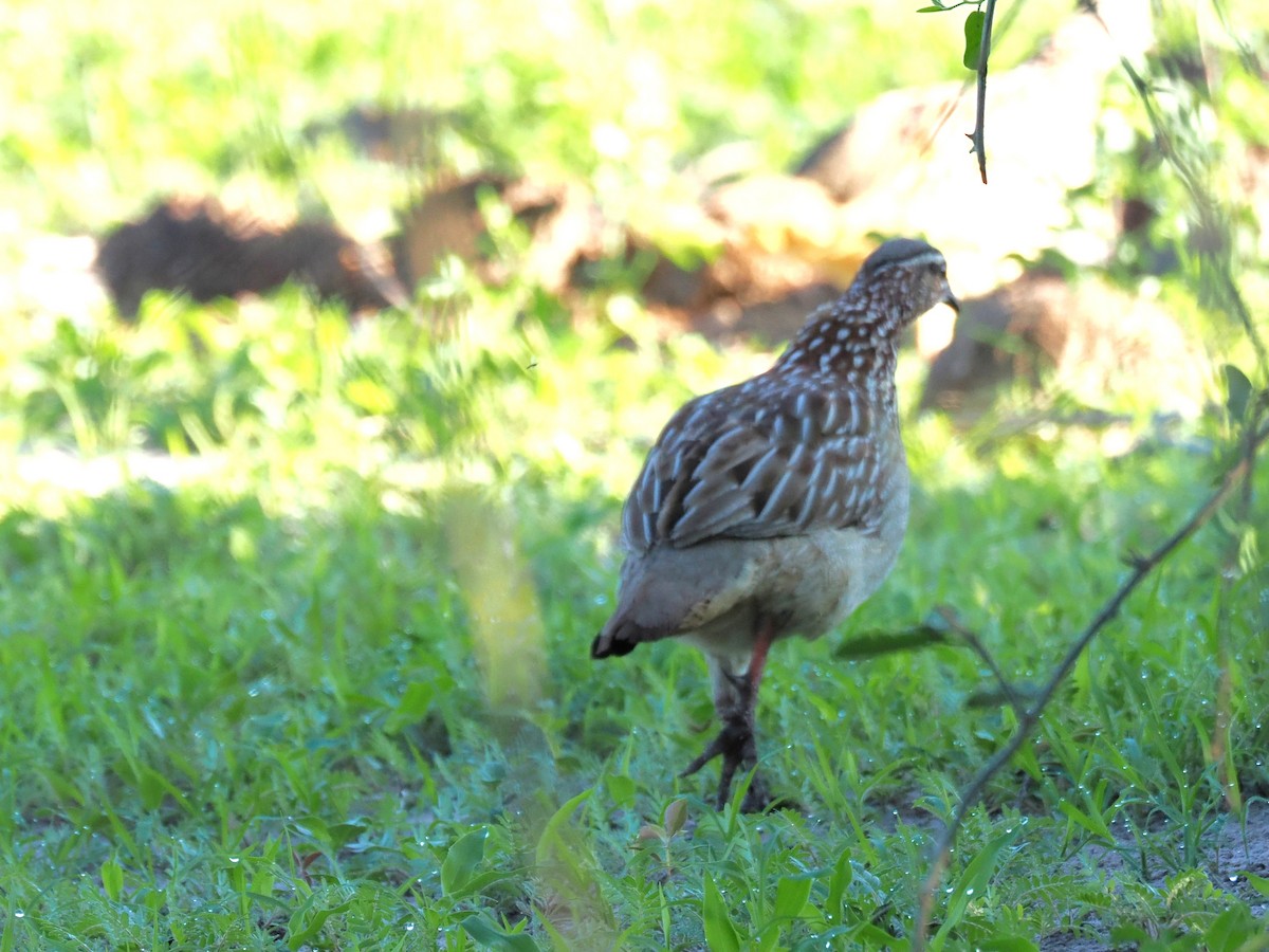 Crested Francolin - ML647180622
