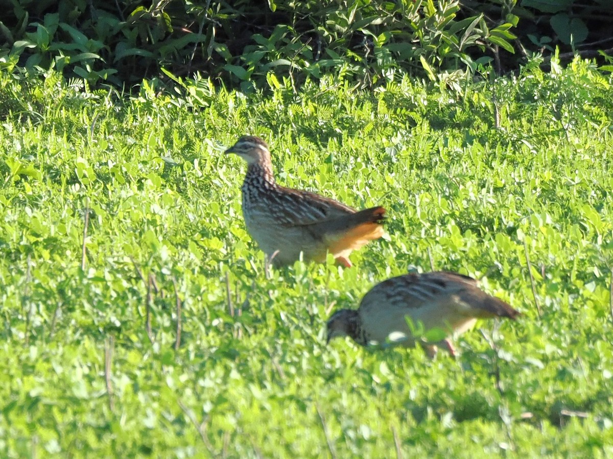 Crested Francolin - ML647180623