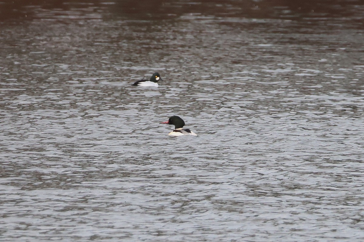 Gänsesäger - ML647180626