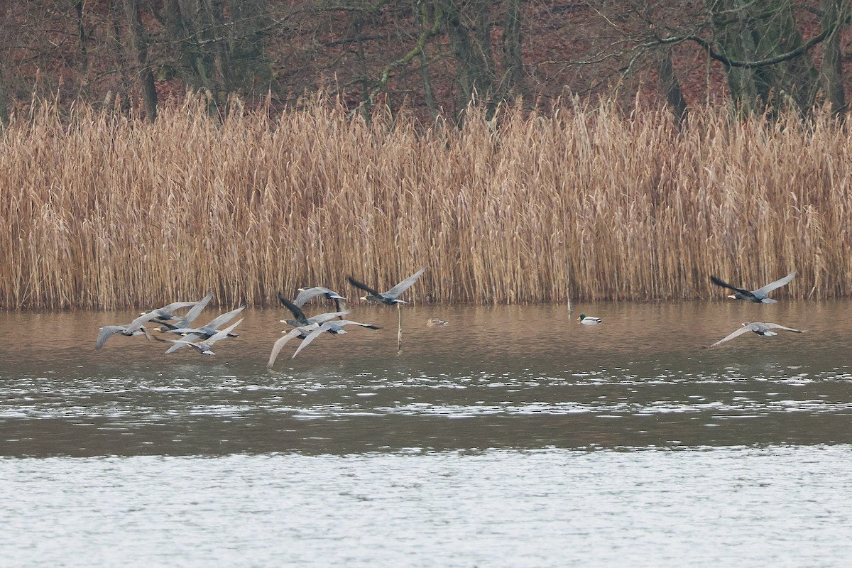 Great Cormorant - ML647180642