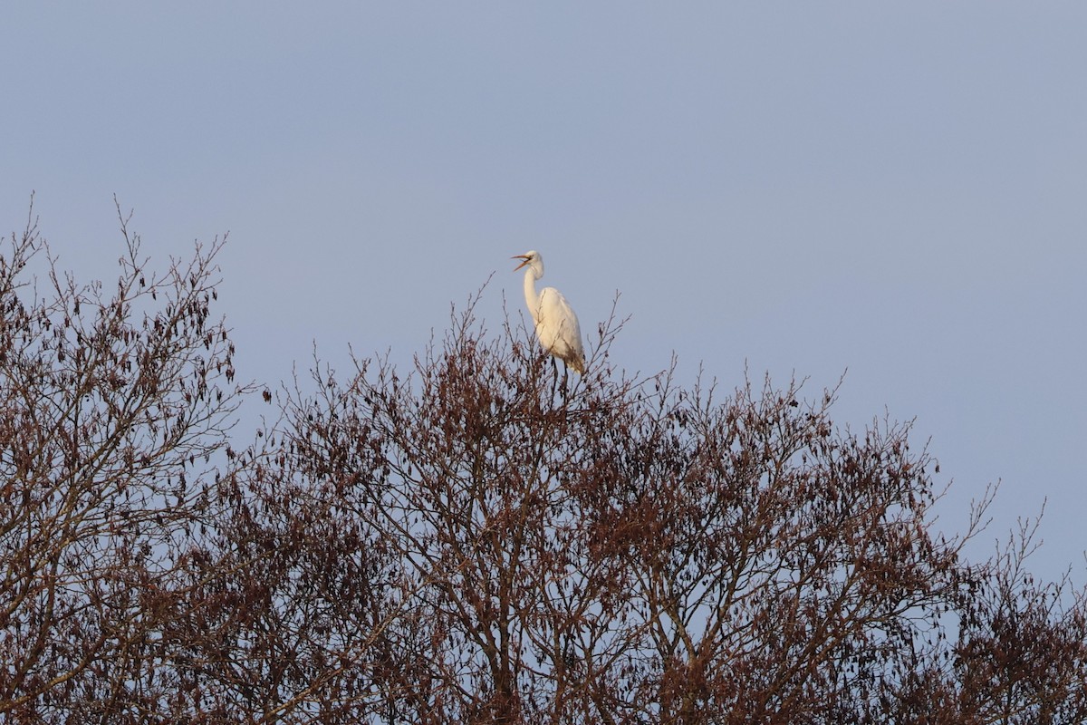 Silberreiher - ML647180647