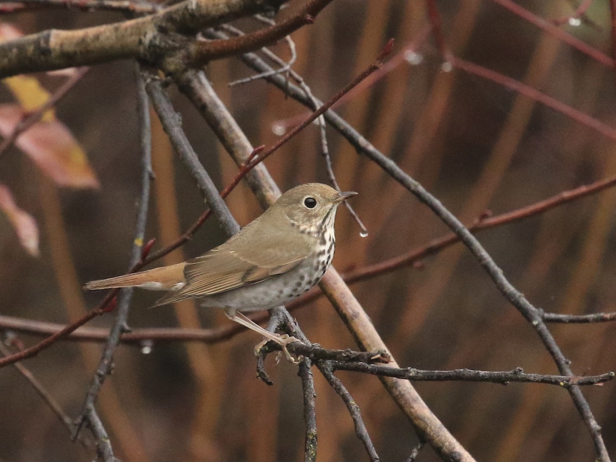 Дрізд-короткодзьоб плямистоволий - ML647180649