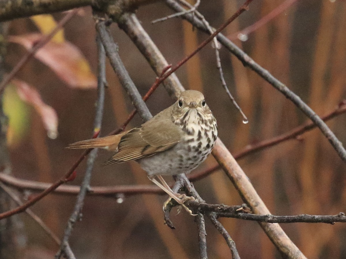Дрізд-короткодзьоб плямистоволий - ML647180650