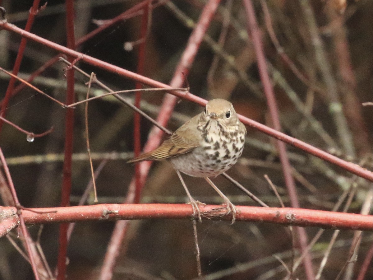 Дрізд-короткодзьоб плямистоволий - ML647180651