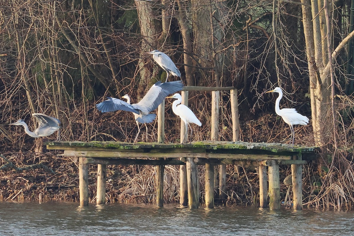 Graureiher - ML647180676