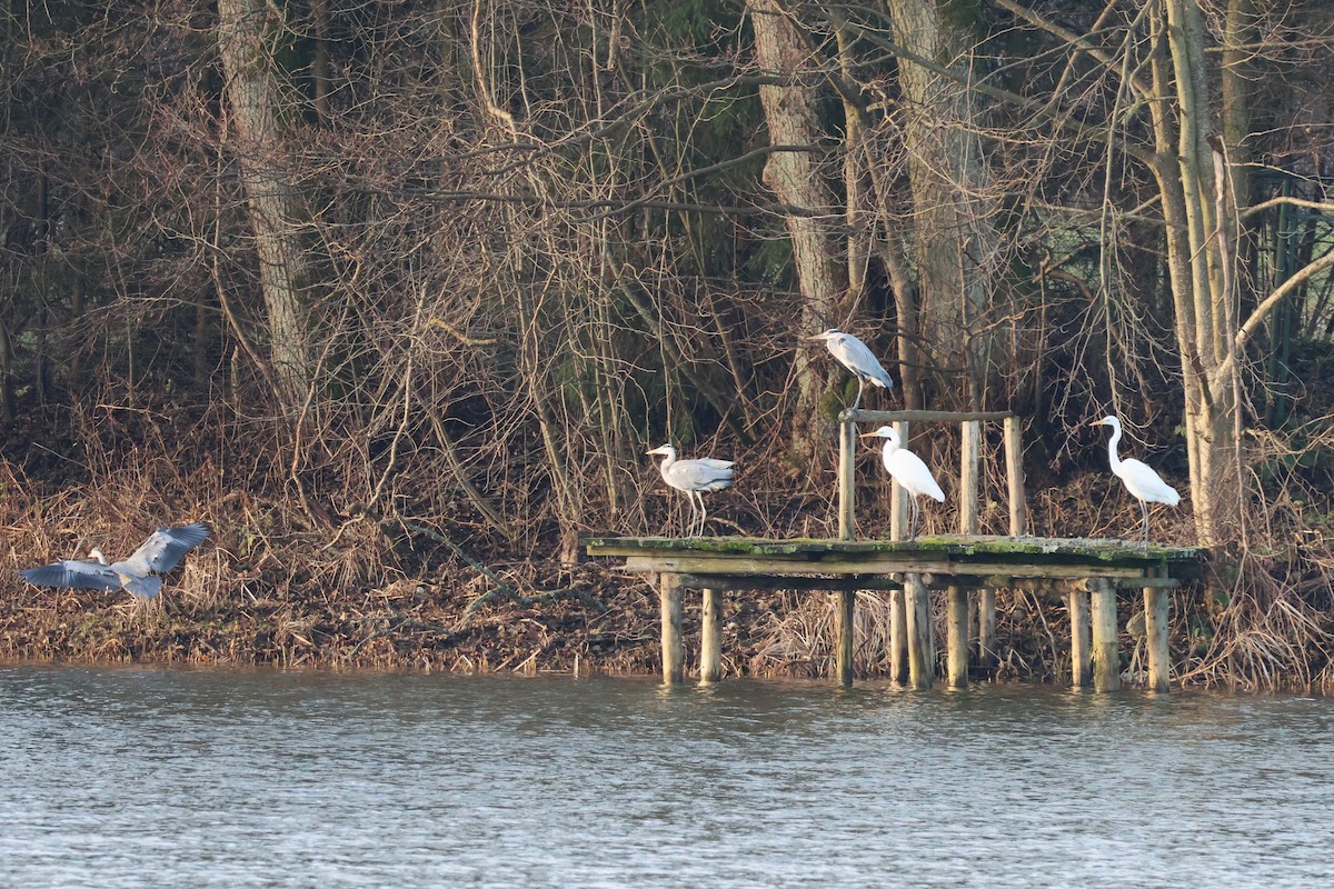 Graureiher - ML647180680