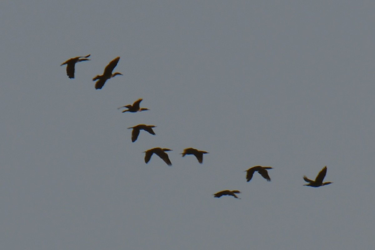 Cormoran à aigrettes - ML647180704