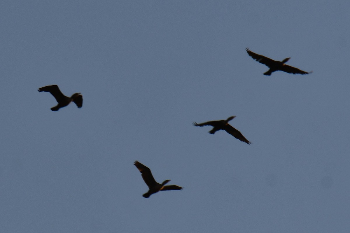 Cormoran à aigrettes - ML647180705