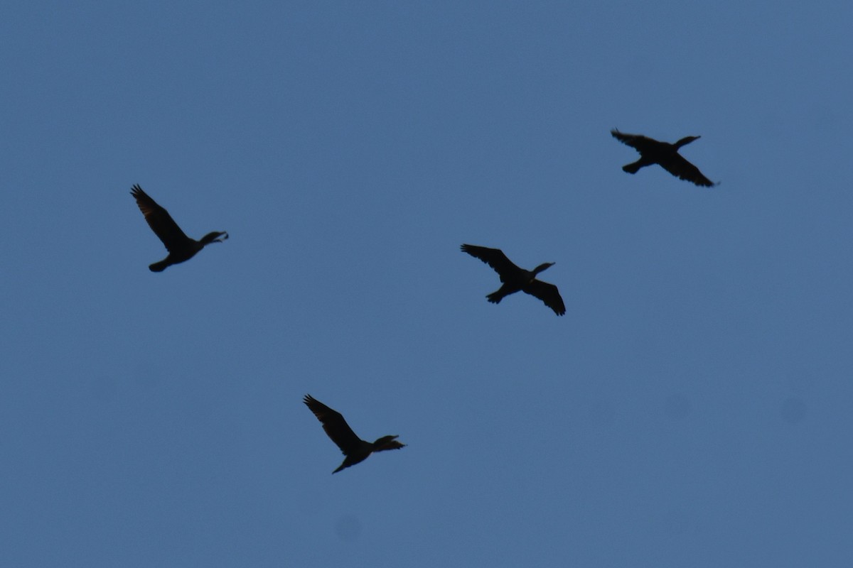 Cormoran à aigrettes - ML647180706