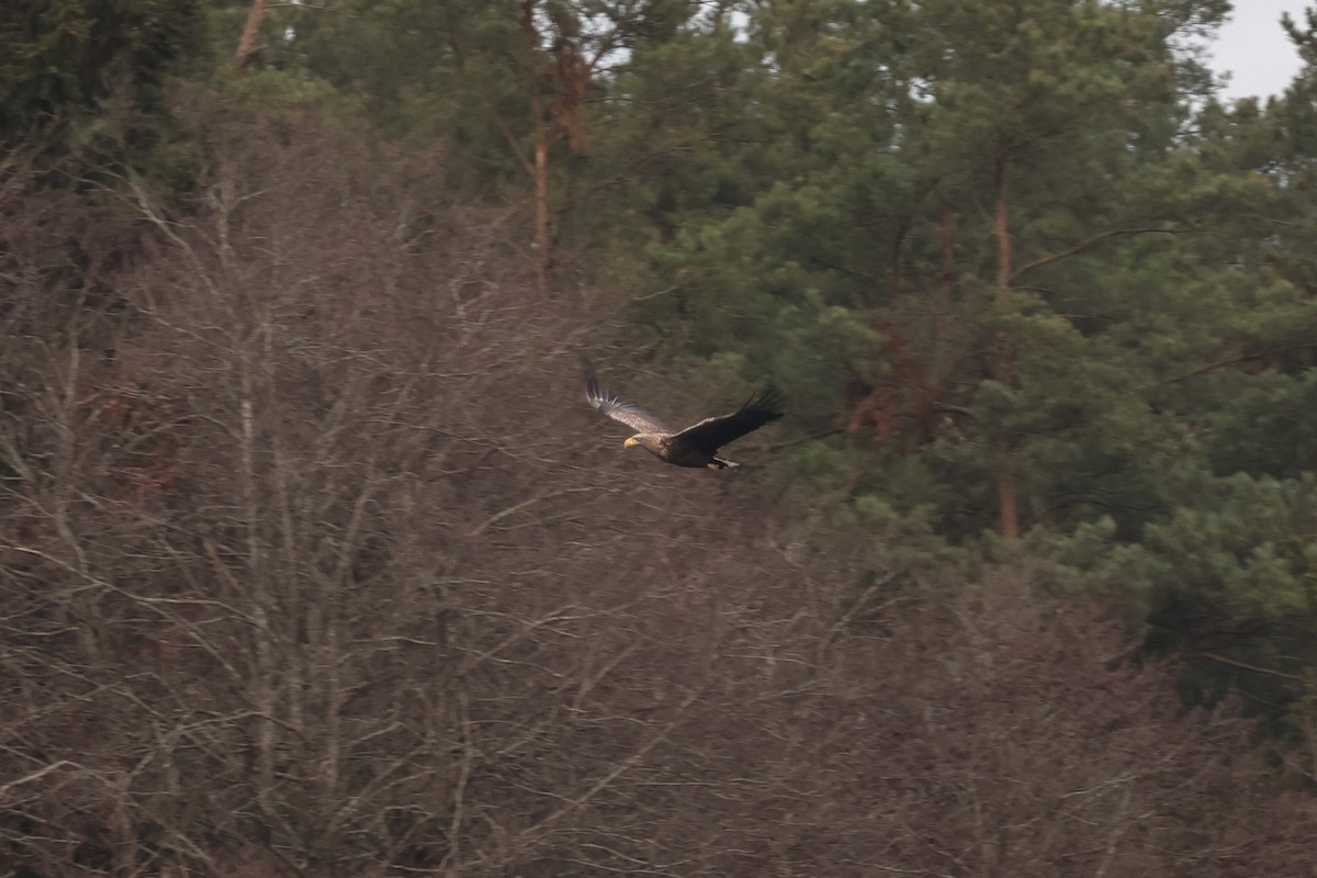 Seeadler - ML647180719