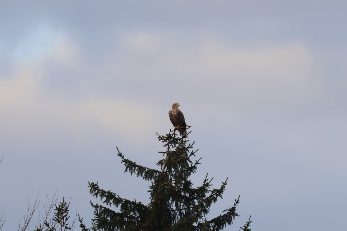 Seeadler - ML647180723