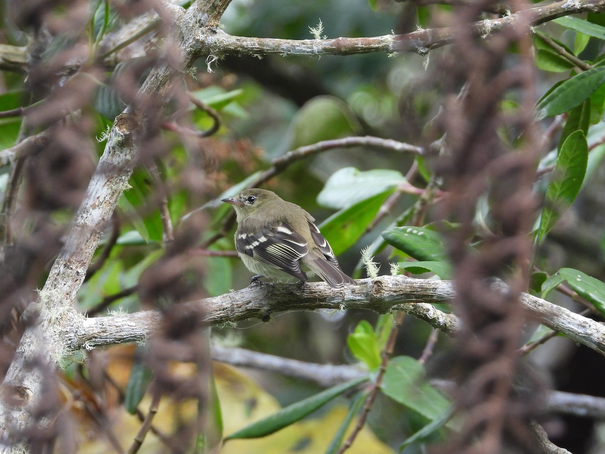 Mountain Elaenia - ML647180725