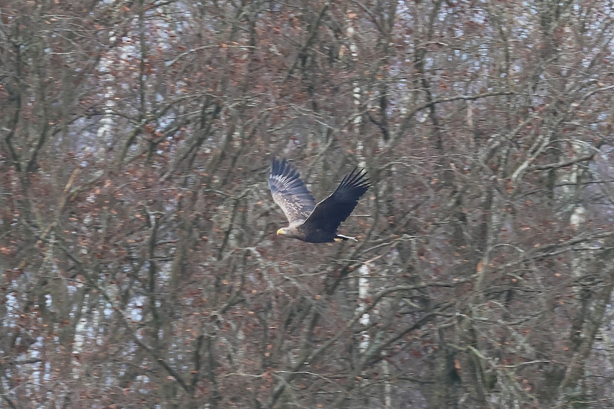 Seeadler - ML647180731