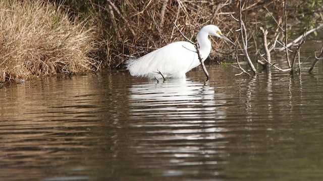 Чепура мала - ML647180746