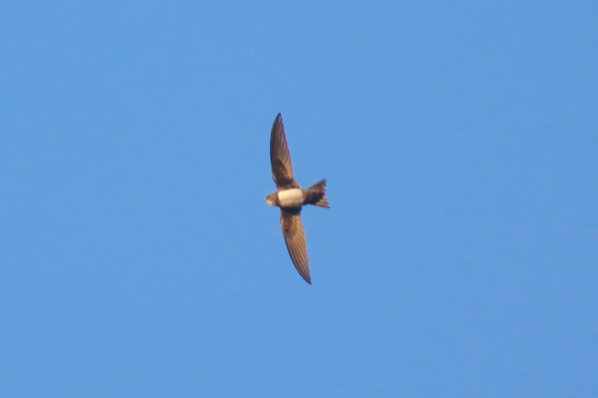 Alpine Swift - ML647180751