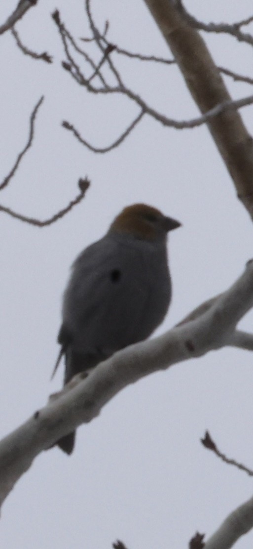 Смеречник тайговий - ML647180763