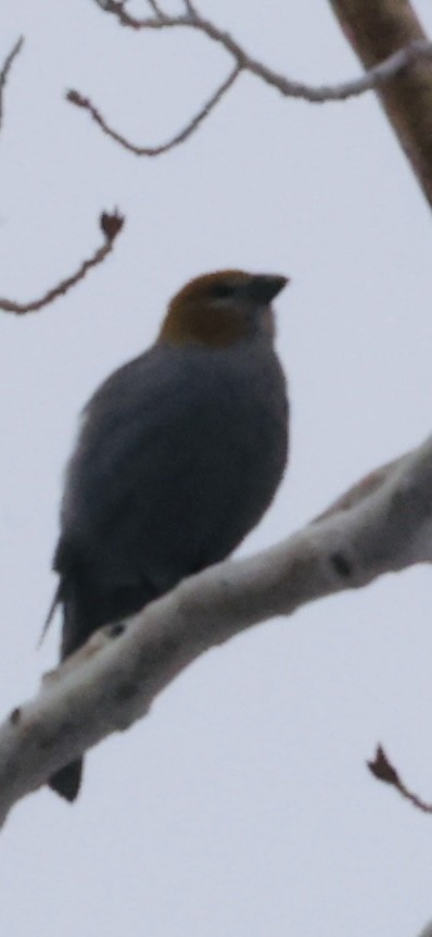 Смеречник тайговий - ML647180764