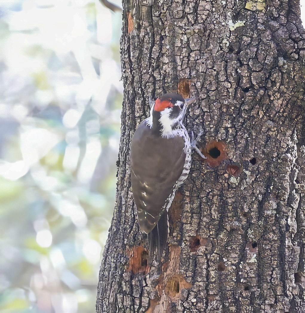 Arizona Woodpecker - ML647180765