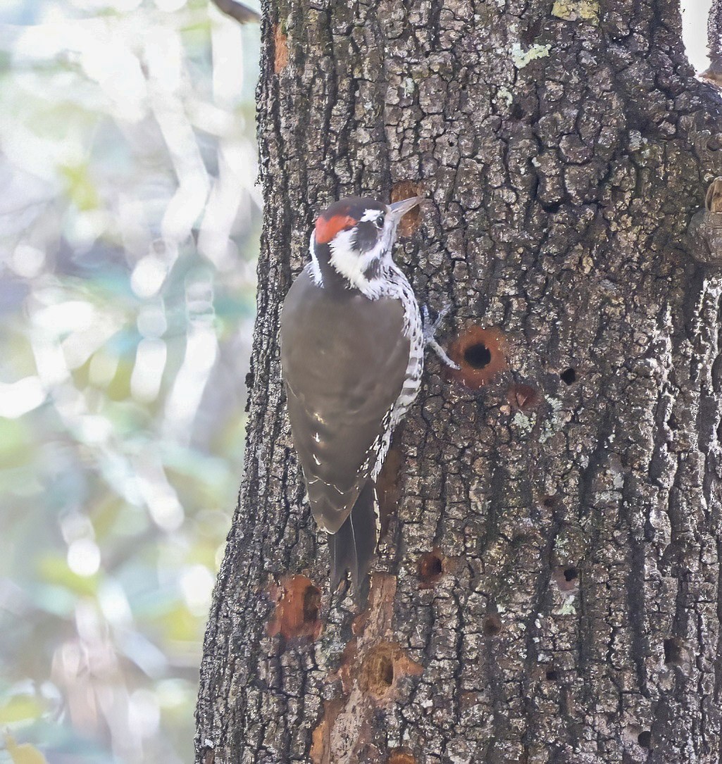Arizona Woodpecker - ML647180766
