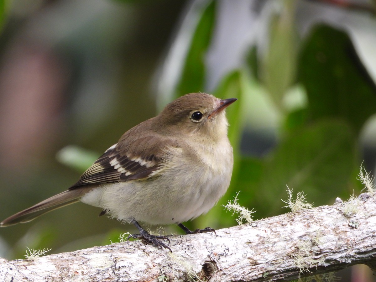 Mountain Elaenia - ML647180767