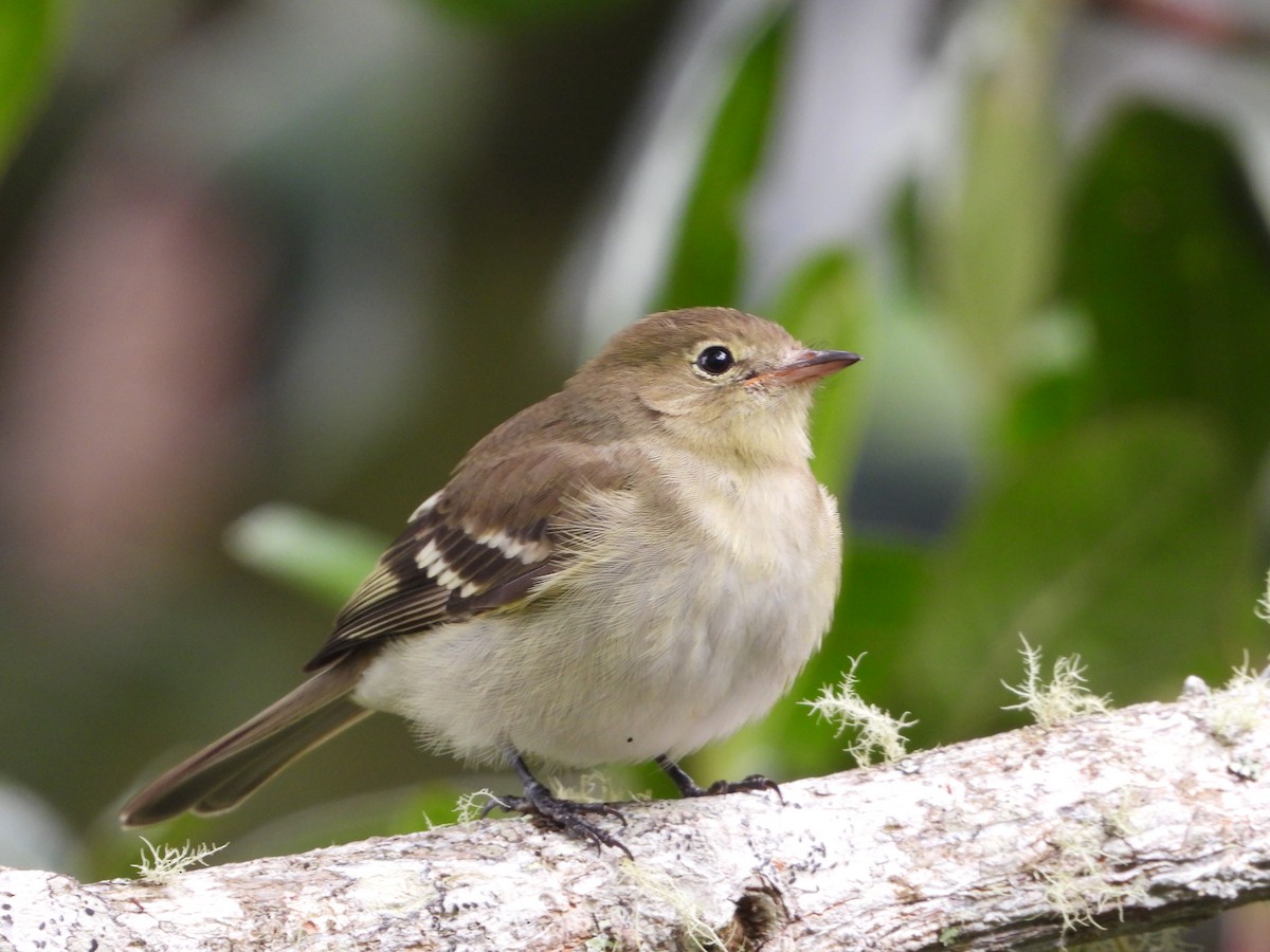 Mountain Elaenia - ML647180768