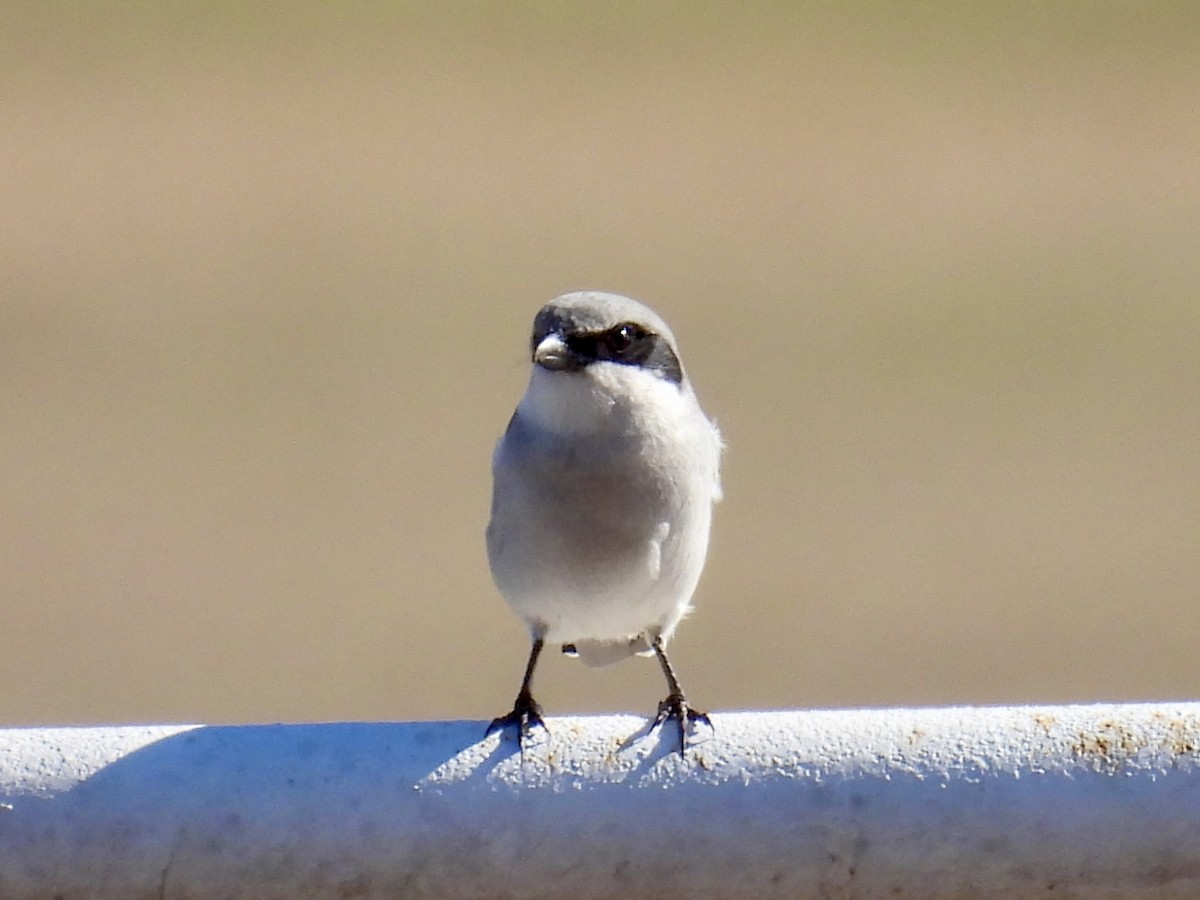 Loggerhead Shrike - ML647180772