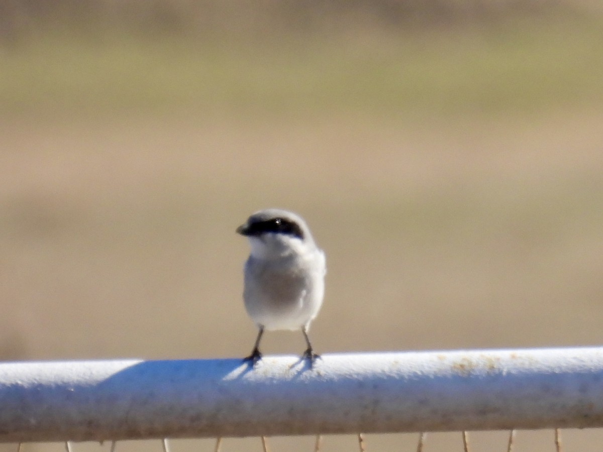 Loggerhead Shrike - ML647180773