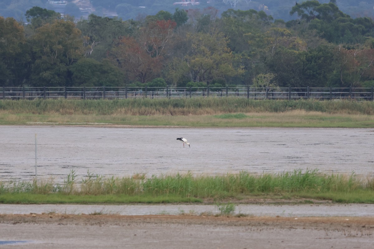 東方白鸛 - ML647180781