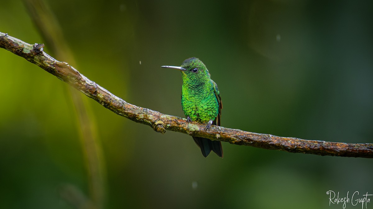 Steely-vented Hummingbird - ML647180782
