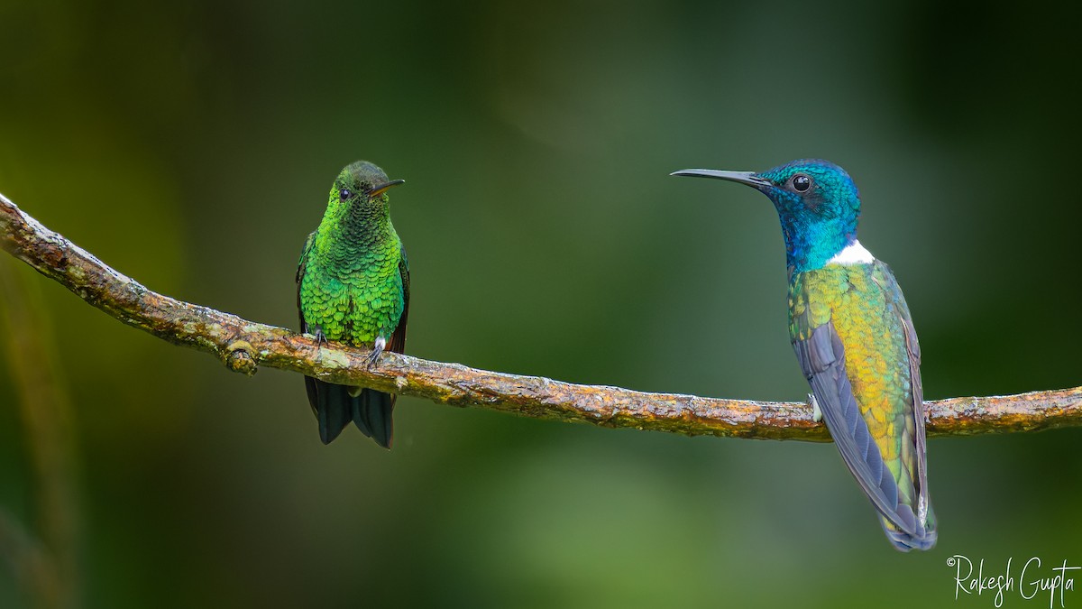 Steely-vented Hummingbird - ML647180783