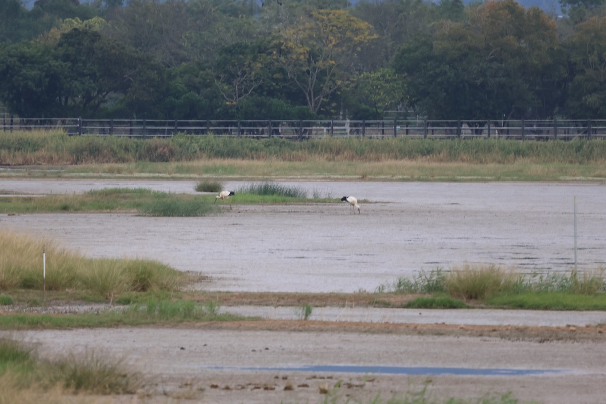 東方白鸛 - ML647180784