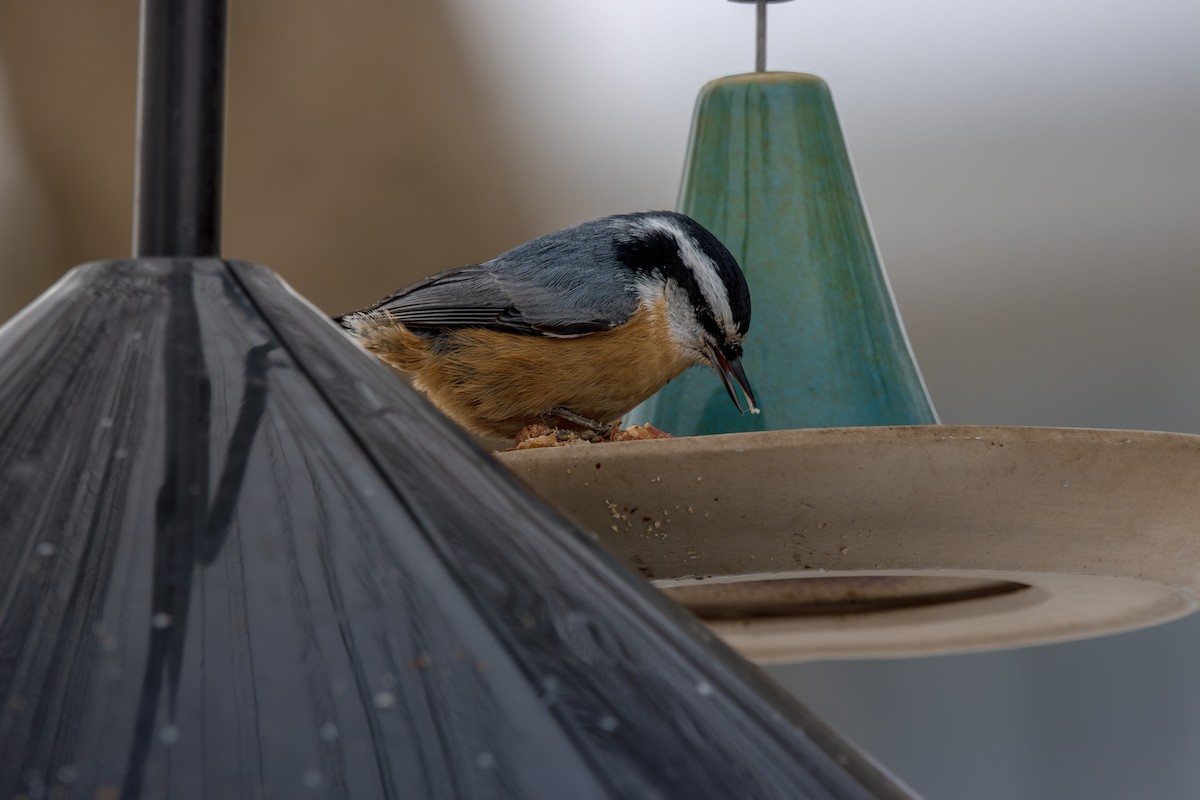 Red-breasted Nuthatch - ML647180786
