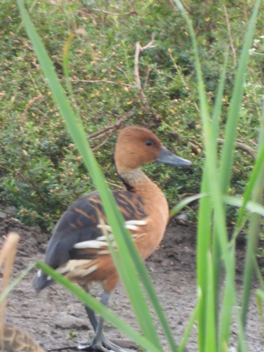 Fulvous Whistling-Duck - ML647180788