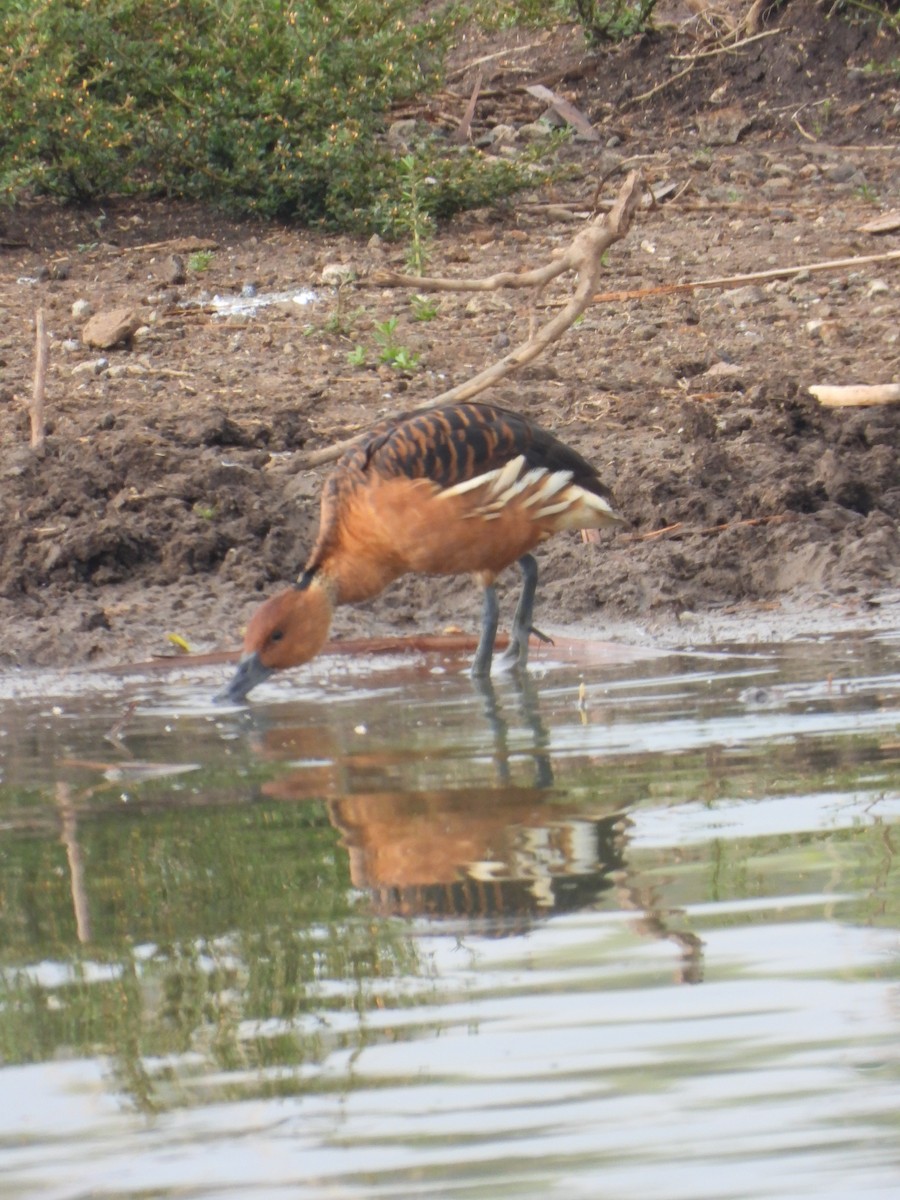 Fulvous Whistling-Duck - ML647180790