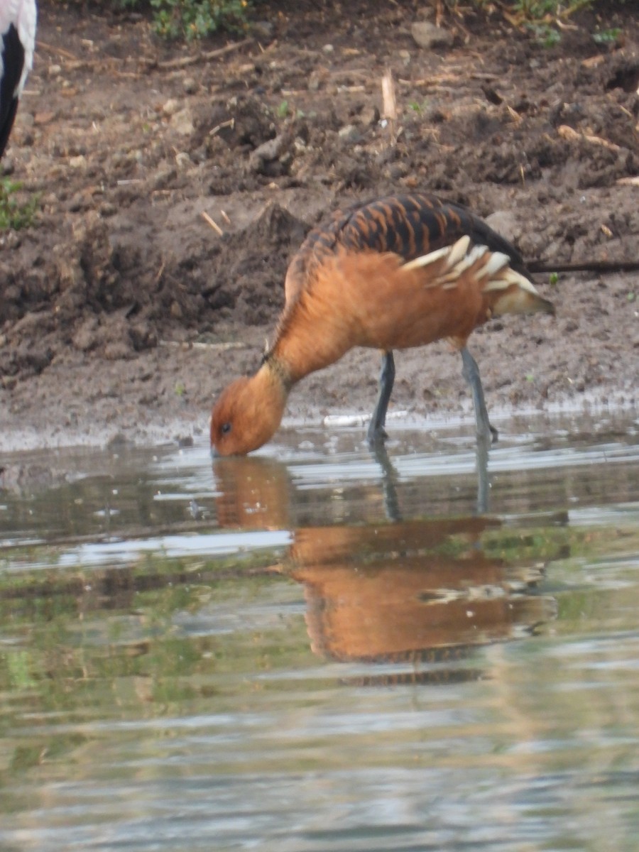 Fulvous Whistling-Duck - ML647180791