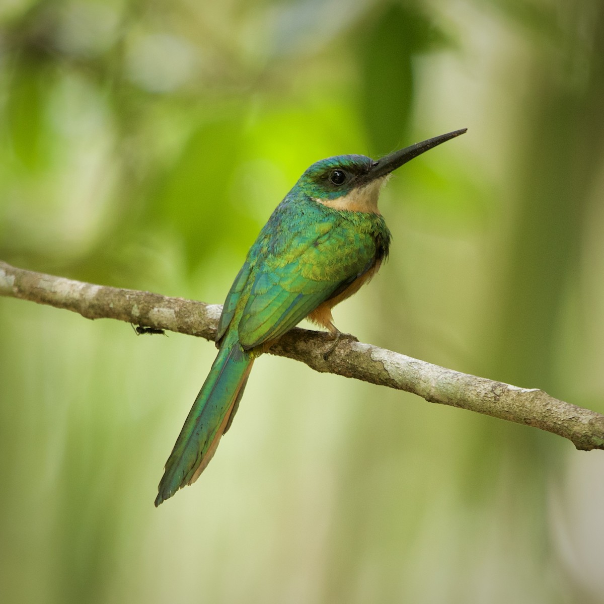 Rufous-tailed Jacamar - ML647180792