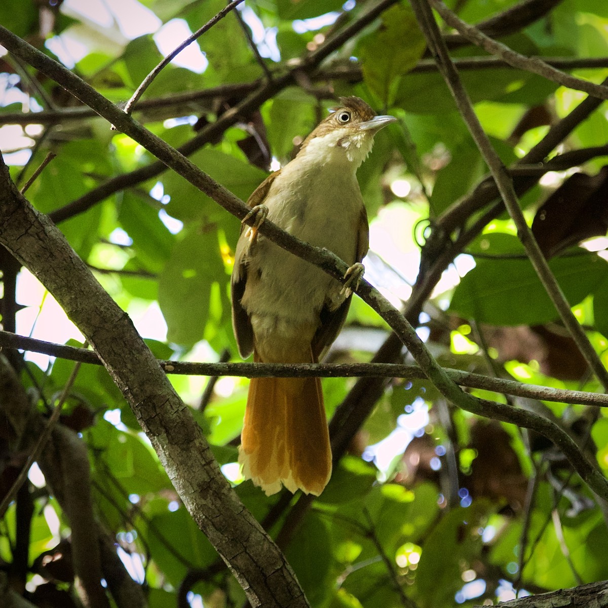 Pernambuco Foliage-gleaner - ML647180794