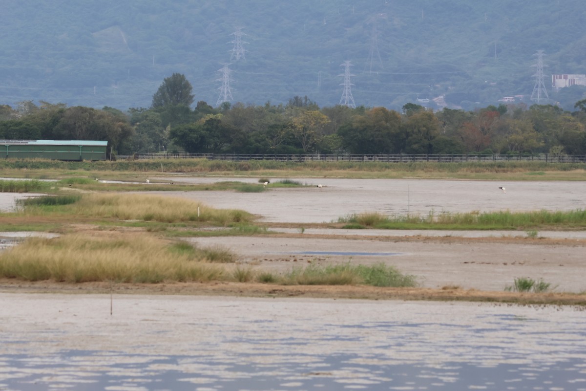 Oriental Stork - ML647180795