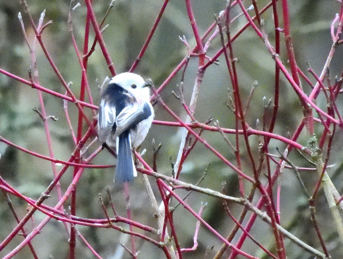 Long-tailed Tit (caudatus) - ML647180796