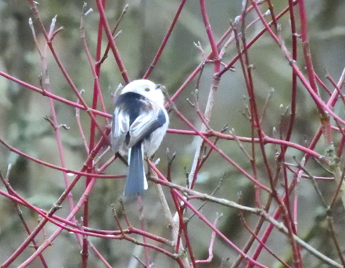 Long-tailed Tit (caudatus) - ML647180797